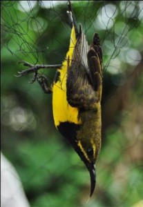Penandaan Burung Liar di Taman Nasional Lore Lindu