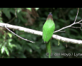 Video Burung TNLL