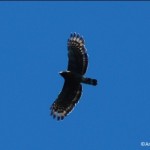 Perjumpaan Raptor di Taman Nasional Lore Lindu